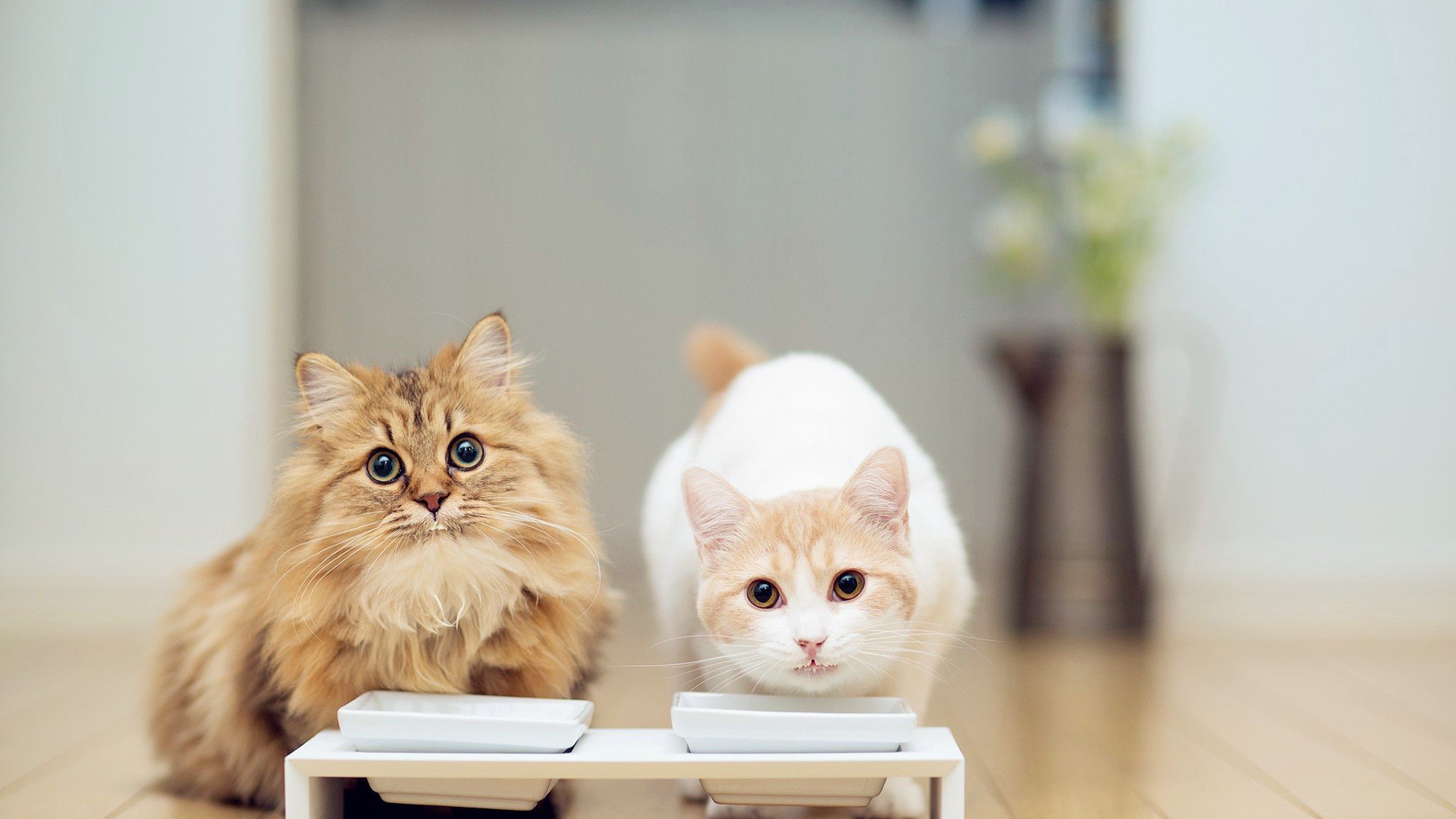 tomcat的安装与配置